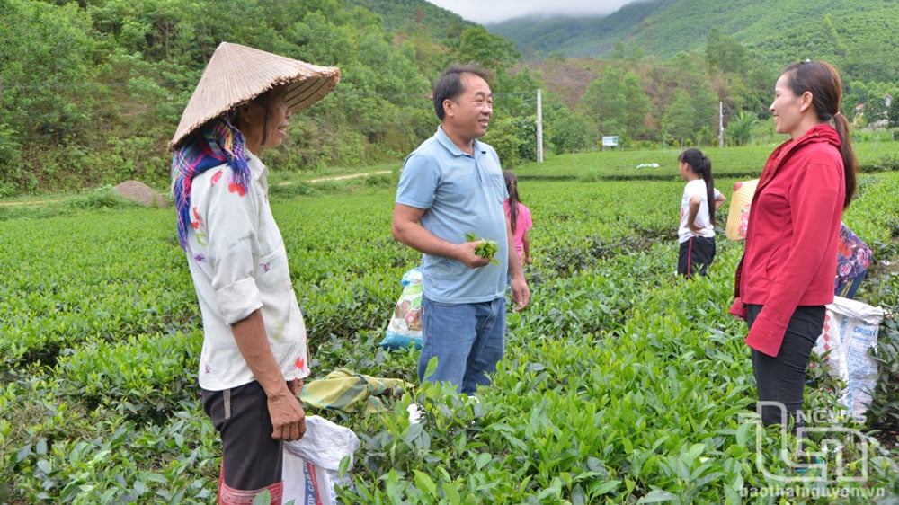 Mr. Nhin shares with the villagers techniques for growing and caring for tea.