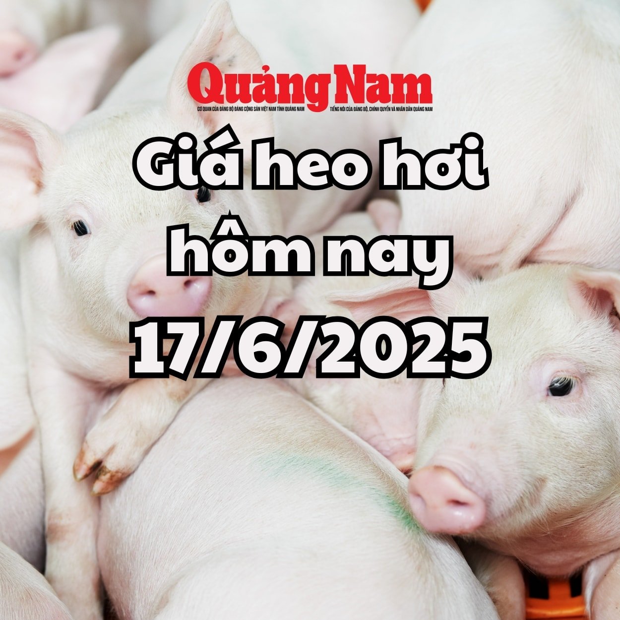 Giá heo hơi hôm nay 17 6 2025 Miền Nam có thêm đấy mới, về 70.000 đồng kg