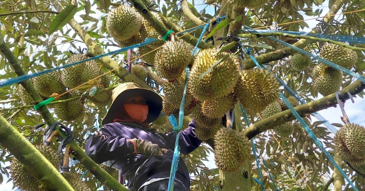 Xuất khẩu rau quả sang Trung Quốc tiếp tục giảm sâu