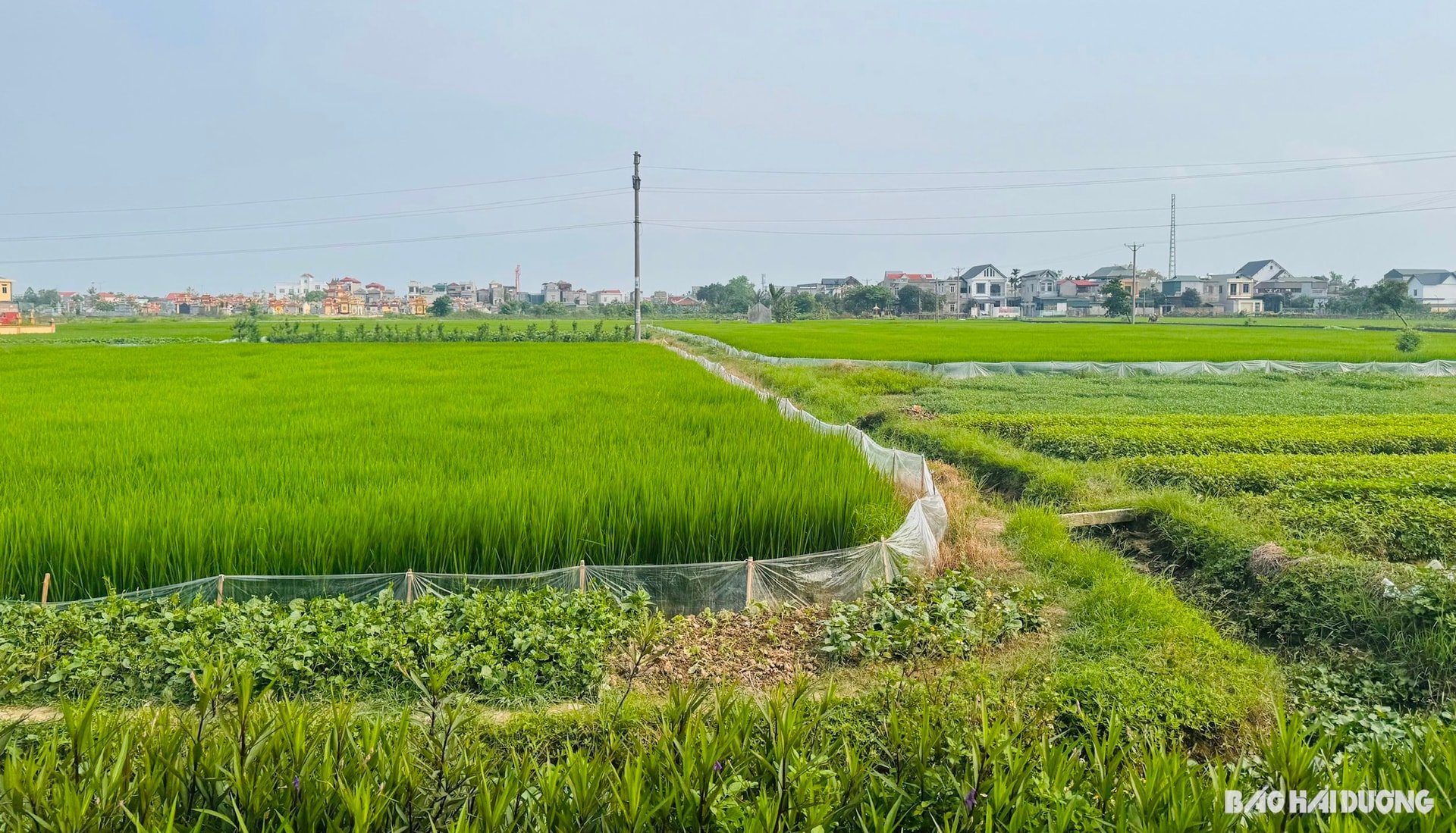 Dự án đường sắt Lào Cai - Hà Nội - Hải Phòng sẽ đi qua khu vực thôn Hoàng Kim, xã Yết Kiêu (Gia Lộc)