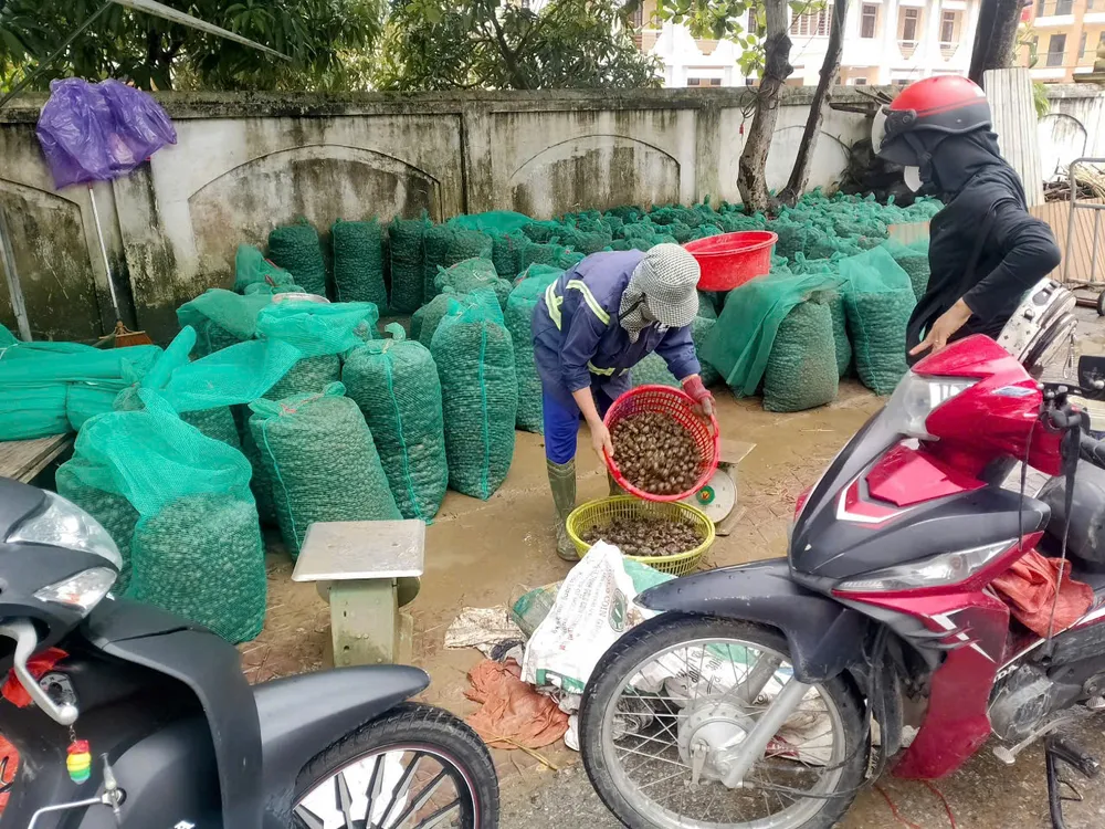 Ốc bươu vàng được nhập cho các đầu mối
