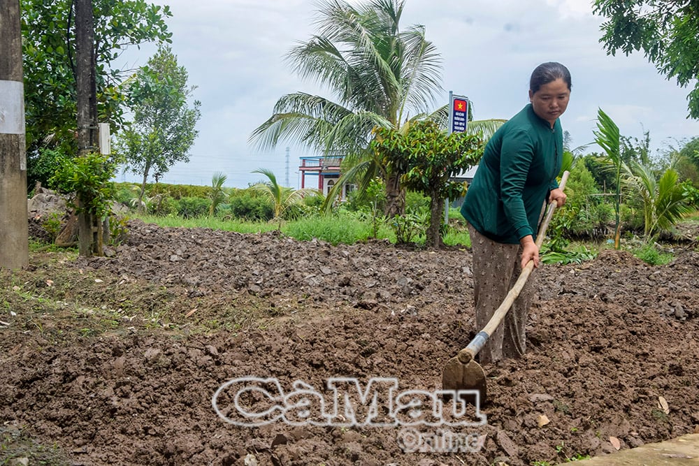 Hơn 10 năm qua, cứ luân phiên, hết vụ là chị Nguyễn Kim Kiên lại lên giồng trồng thêm nhiều vụ hoa màu mới. 