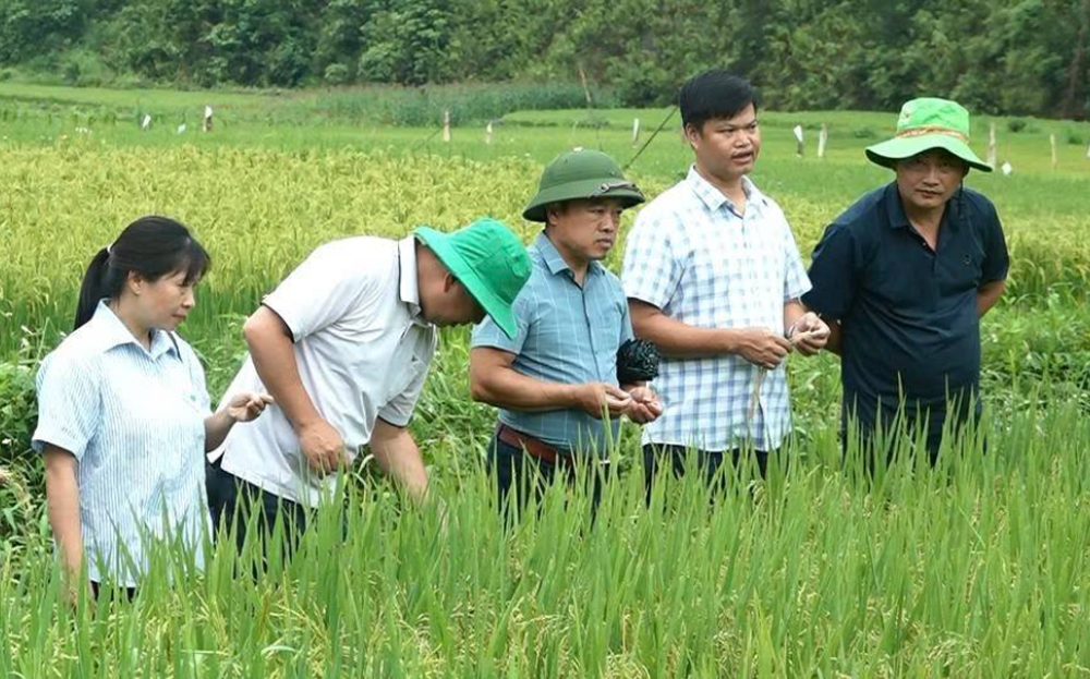 Yen Bai promotes the transfer and application of science and technology in production.