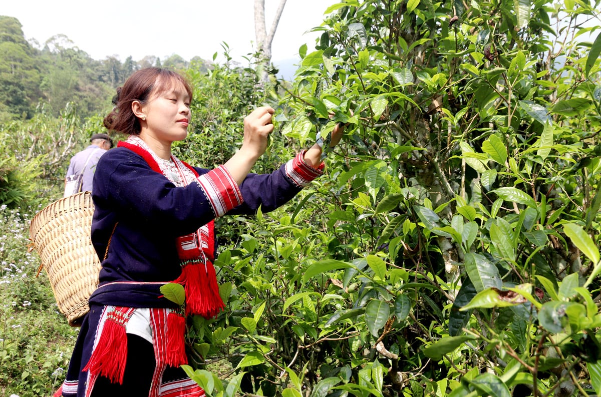 Tỉnh mới tạo “cú hích” giúp đặc sản vùng cao bước vào chuỗi giá trị rộng lớn, nâng tầm thương hiệu địa phương.
Trong ảnh: Người dân xã Nậm Ty, Hoàng Su Phì thu hoạch chè Shan tuyết.
