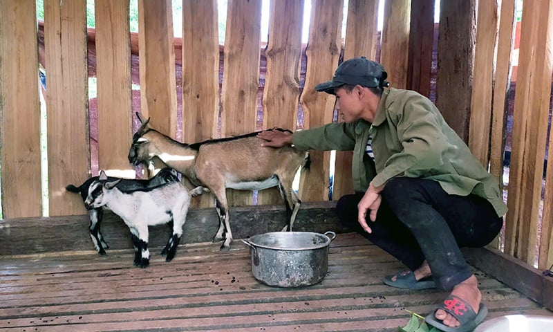 Mô hình chăn nuôi dê đem lại thu nhập ổn định cho người dân bản Ploang, xã Trường Sơn.