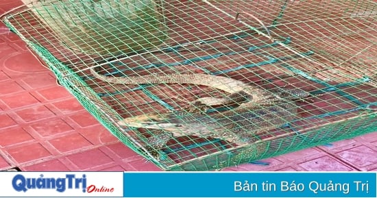 Kỳ đà hoa quý hiếm nặng 1,7 kg “đi lạc” vào vườn nhà dân