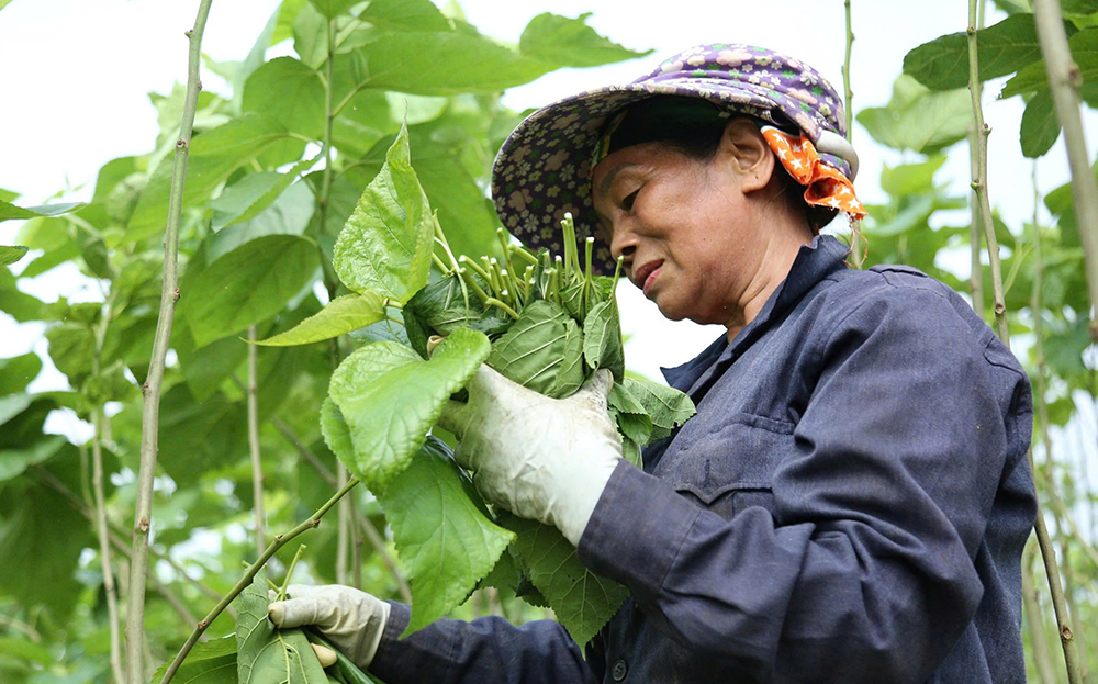 Sức sống mới trên đồng dâu Trấn Yên