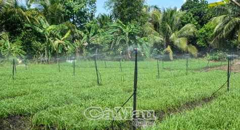 ជំនឿលើកសិកម្មស្អាត