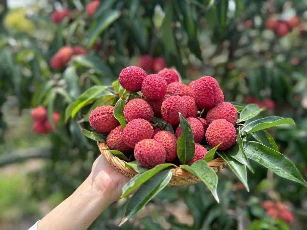 Vải Trung Quốc 700.000 đồng/kg có gì đặc biệt mà người Việt lùng mua? - 2