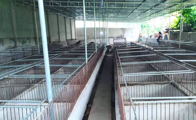 Loài vật đầy gai nhọn giúp người dân phát triển kinh tế, vươn lên thoát nghèo ảnh 1