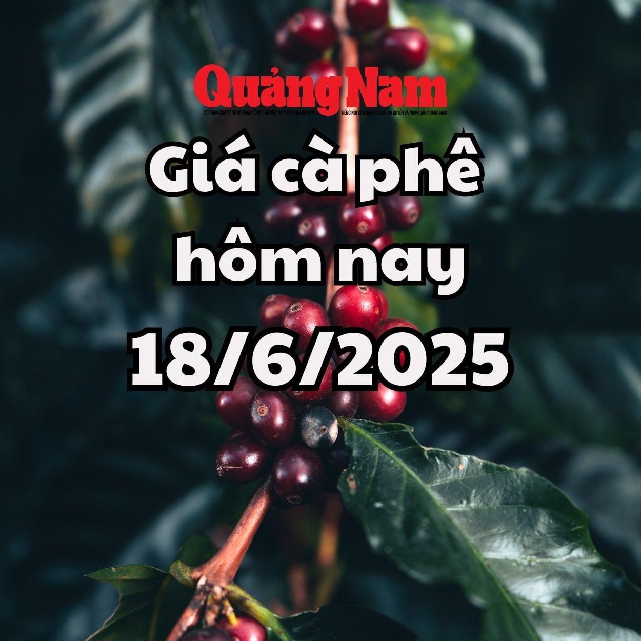 Cập nhật giá cà phê hôm nay 18 6 2025 mới nhất Chuỗi giảm kéo dài