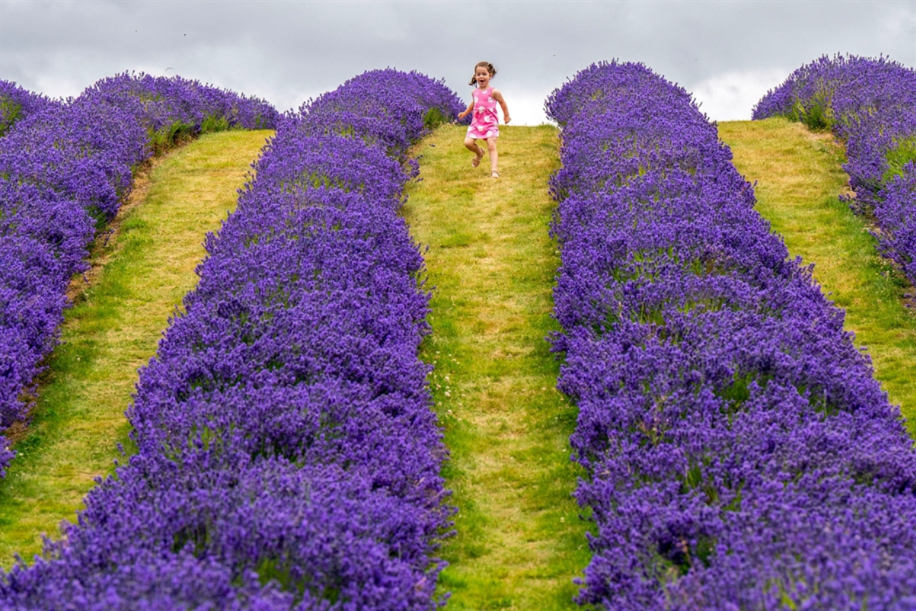 Dịu dàng mùa hoa lavender ở Scotland