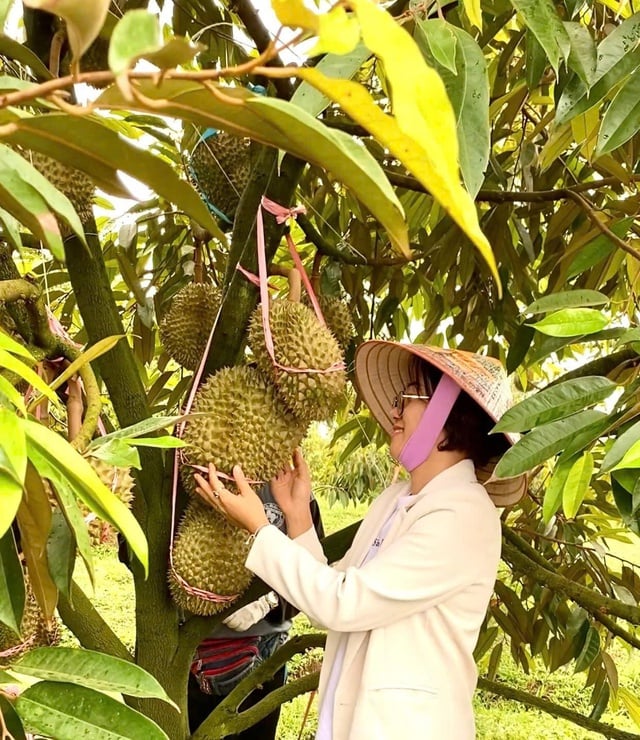 Hoàng Anh Gia Lai có nhiều dư địa phát triển sầu riêng - Ảnh 2.