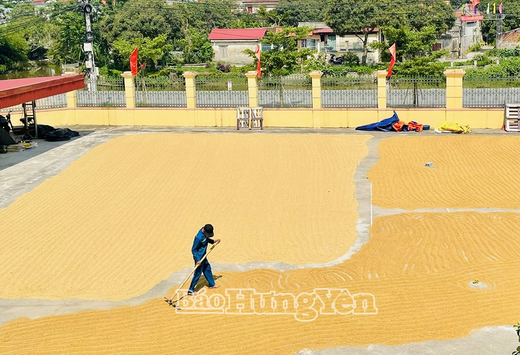 Nhiều nông dân chọn phơi khô thóc bảo quản đợi giá lên