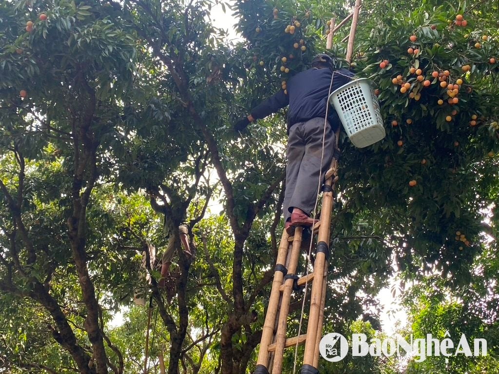 سكان بلدة ترا لان، مقاطعة كون كوونغ، يستخدمون السلالم لحصاد الليتشي. تصوير: فان ترونغ