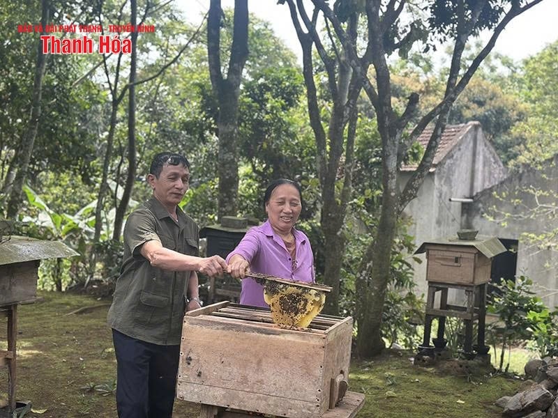Development of honey beekeeping
