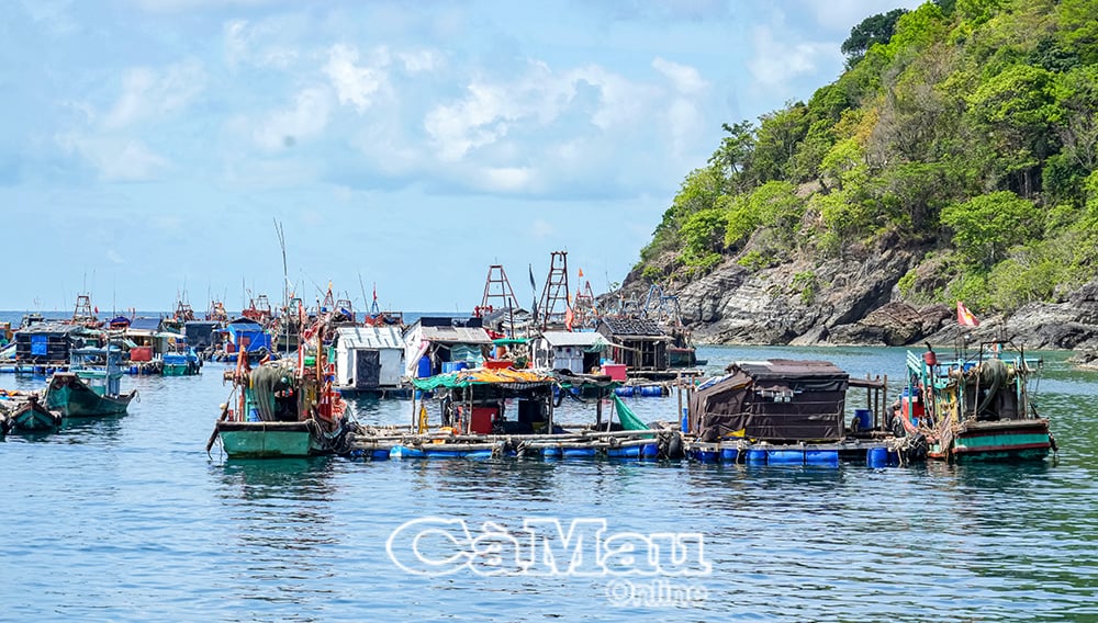 ការចិញ្ចឹមត្រីតាមទ្រុងនៅតំបន់កោះ Hon Chuoi កំពុងត្រូវបានអភិវឌ្ឍ។
