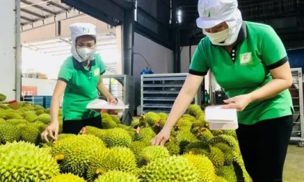 តើ​ផ្លែ​ឈើ​វៀតណាម​នឹង​មាន​តម្លៃ​យ៉ាង​ណា​ពេល​ចិន​បង្កើន​ការ​នាំ​ចូល​ពី​ប្រទេស​ផ្សេង?