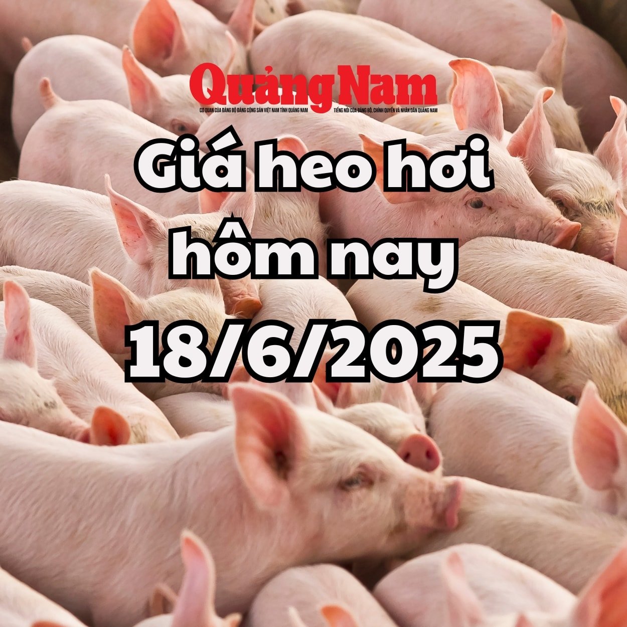 Giá heo hơi hôm nay 18 6 2025 Miền Nam giảm mạnh, miền Trung giảm nhẹ