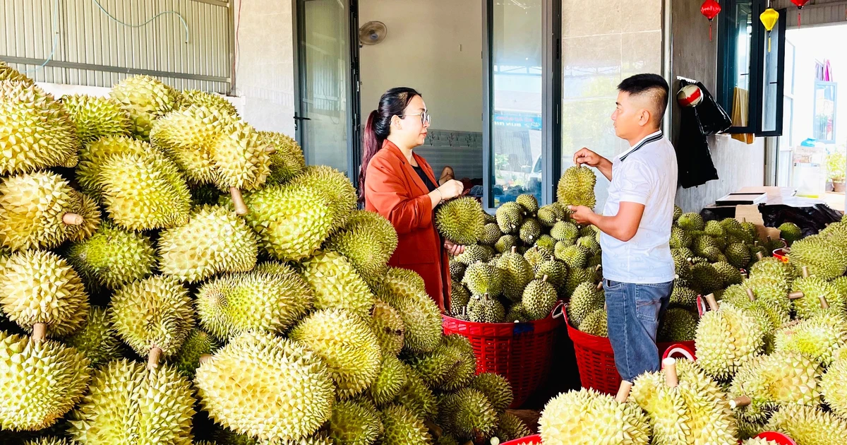 Cơ hội tăng trưởng cho ngành hàng sầu riêng