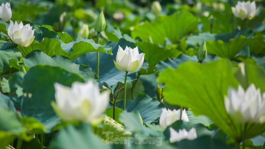 Sen trắng còn có tên gọi tao nhã là Bạch Liên, loài hoa sen mang vẻ đẹp thanh tao và tinh khiết. Hà Nội có nhiều đầm sen nổi tiếng, nhưng ở giữa bạt ngàn hoa sen trắng, ai cũng cảm nhận một sự khác biệt rõ rệt.