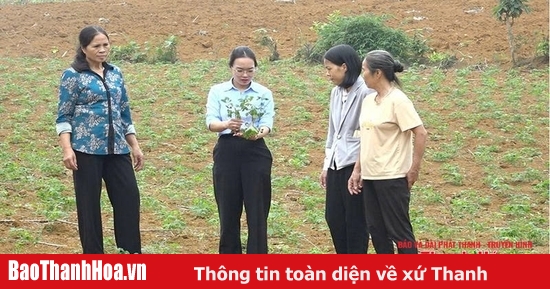Phòng, chống bệnh khảm lá sắn