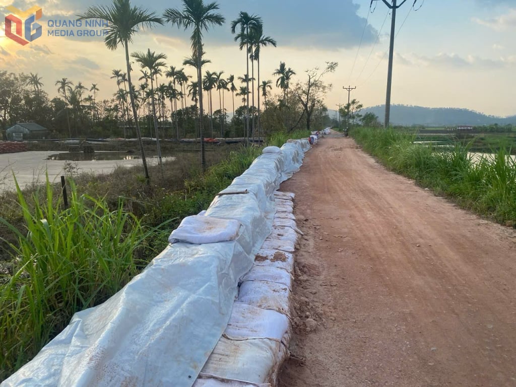 Hong Phong dike (Dong Trieu city) is temporarily reinforced to respond to storm Yagi in September 2024.