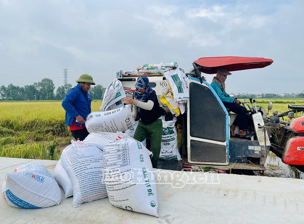 Nông dân thôn Đa Quang, thị trấn Vương (Tiên Lữ) thu hoạch lúa xuân