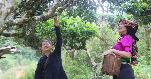 How highland people escape poverty with Shan Tuyet tea