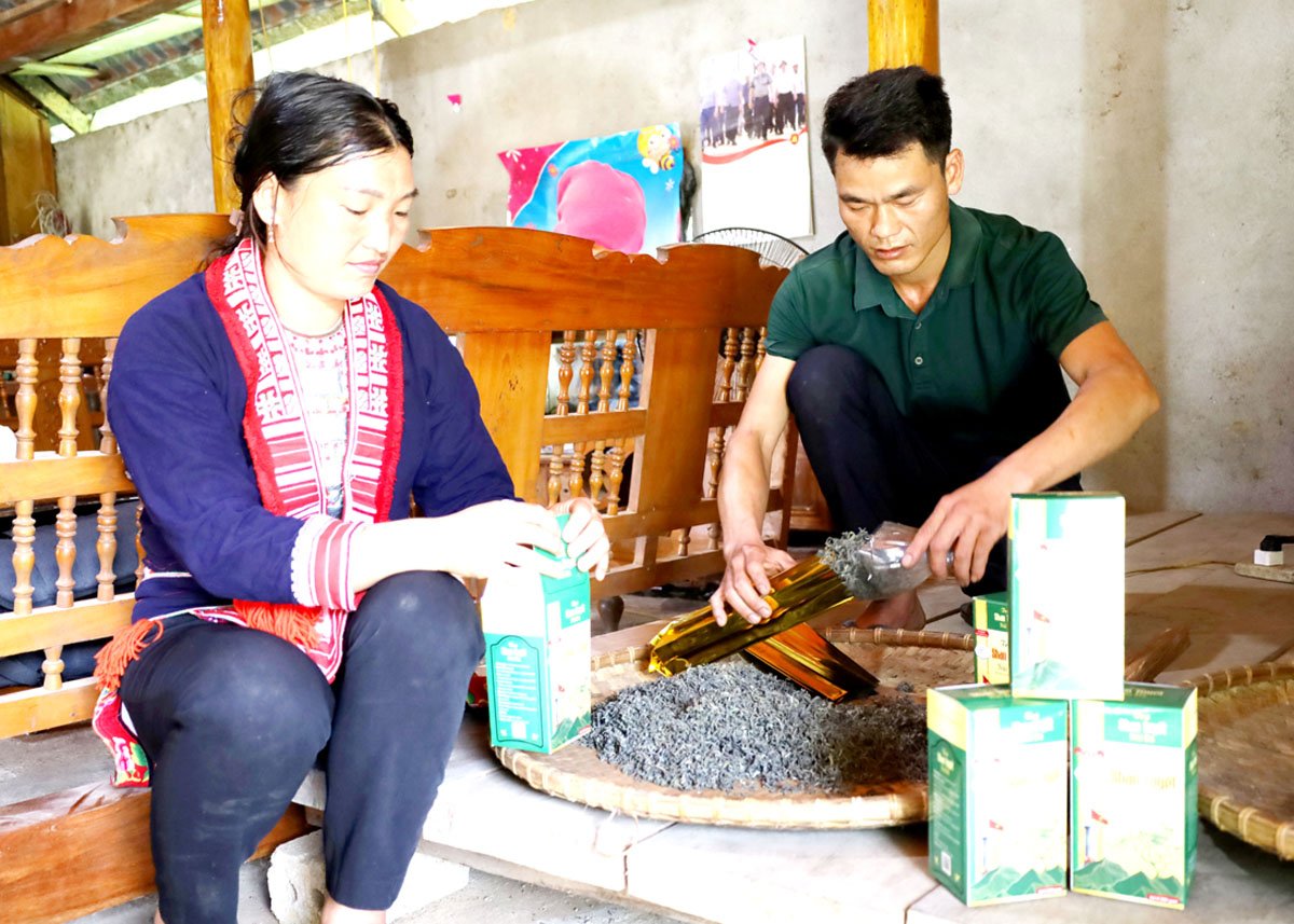 Die Familie von Herrn Phuong Choi Chan, Dai Thanh Agricultural Cooperative, verpackt das Produkt „Shan Tuyet Nui Da Tea“.