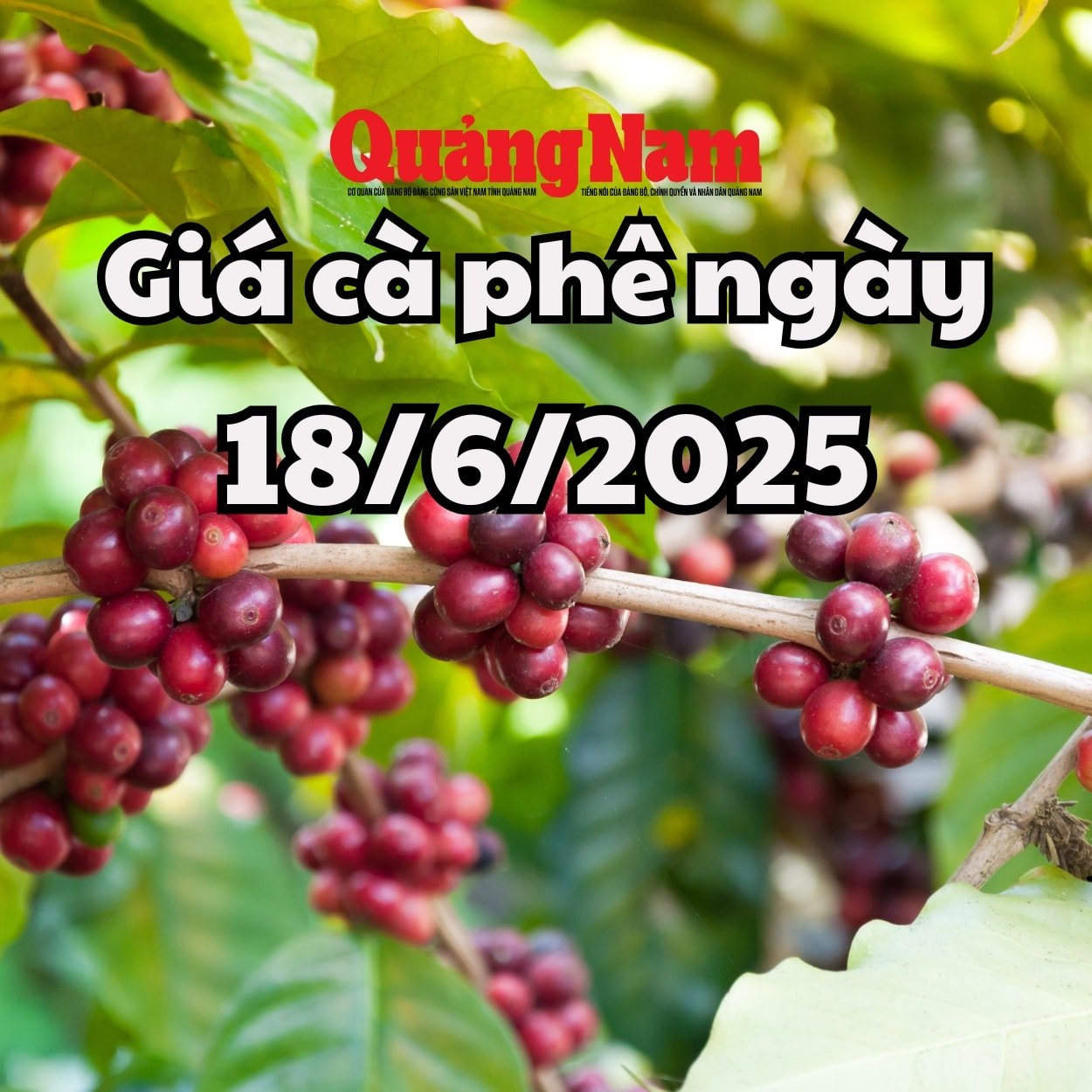 Giá cà phê hôm nay 18 6 2025 ở Đắk Lắk giữ mức cao nhất trong khu vực