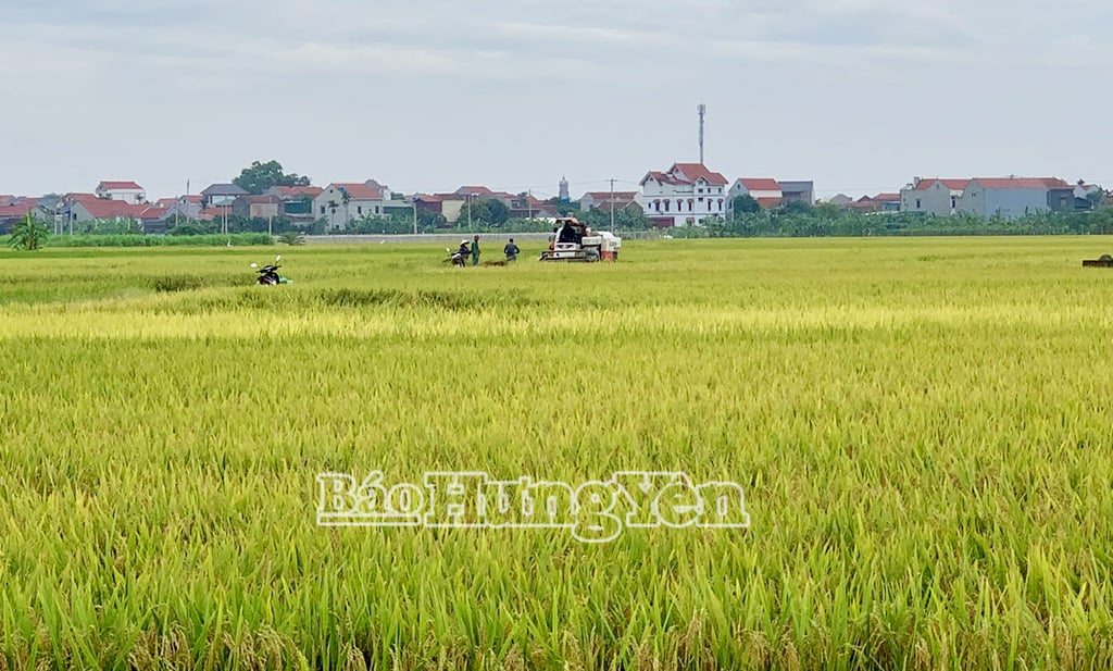 Cánh đồng xã Vĩnh Xá (Kim Động) vào mùa thu hoạch
