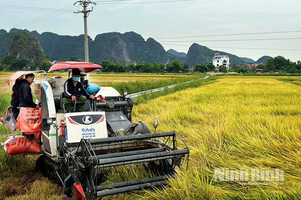 เกษตรกรในตำบลนิญเตี๊ยน (เมืองฮวาลู) ใช้เครื่องจักรในการเก็บเกี่ยวข้าวในฤดูหนาวและฤดูใบไม้ผลิ ภาพโดย: อันห์ ตวน