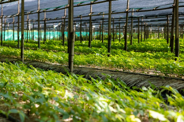 Sâm Thái Minh ‘bắt tay’ VGC: Chiến lược mở rộng vùng trồng bằng công nghệ Hàn Quốc- Ảnh 4.