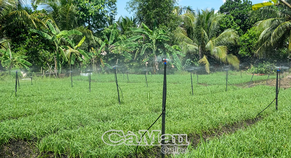Từ khi áp dụng mô hình, ông Nguyễn Hoàng Bao đỡ tốn công tưới, có thời gian làm được nhiều việc khác.