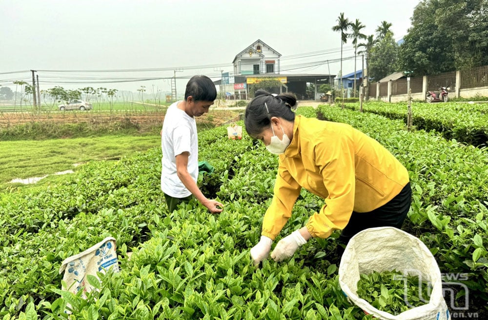 Cây chè đã giúp nhiều hộ dân ở Phú Thịnh thoát nghèo và vươn lên làm giàu.