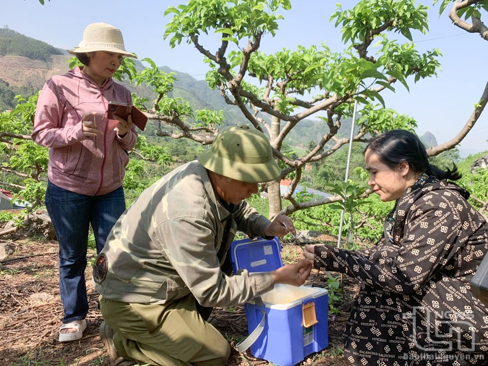 Nông dân xã Phú Thượng (Võ Nhai) áp dụng kỹ thuật thụ phấn bổ sung cho cây na
