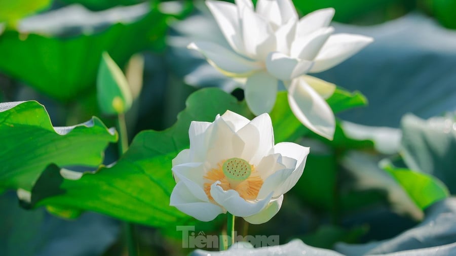 Nhiều người thích thú ngắm những bông hoa sen trắng muốt trong không khí trong lành của vùng ngoại ô.