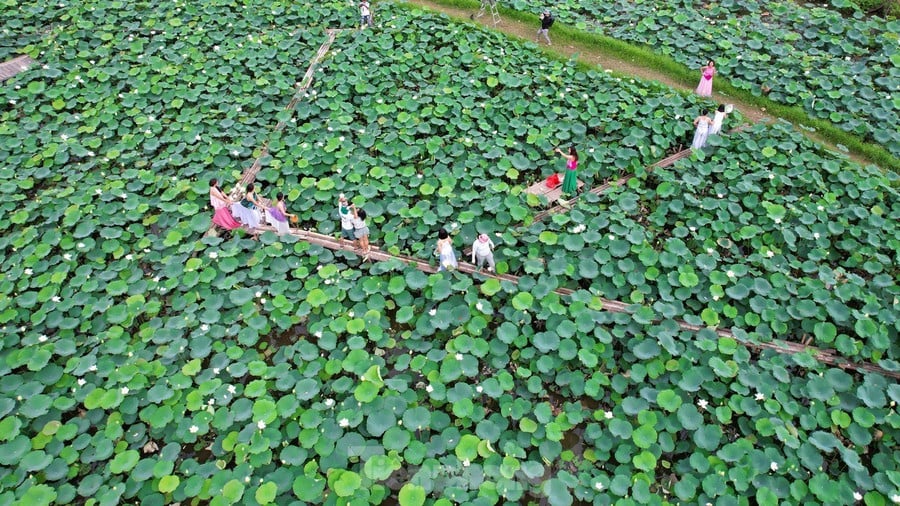 Với vẻ đẹp mộng mơ và lãng mạn, đầm sen trắng ở xã Tam Hưng, huyện Thanh Oai thu hút hàng nghìn lượt khách đến chụp hình, đặc biệt là giới trẻ.