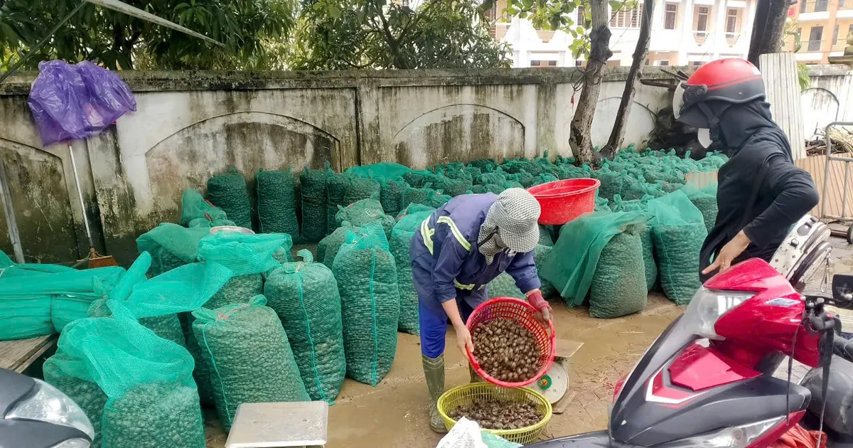 Ha Tinh: Los caracoles manzana dorados aparecen en grandes cantidades, causando daños al arroz de verano y otoño.