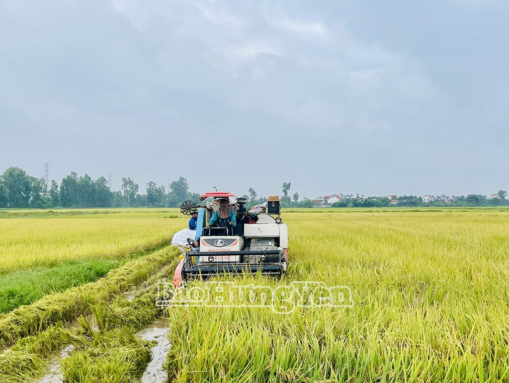 Nông dân tại các địa phương tỉnh đang khẩn trương thu hoạch lúa xuân