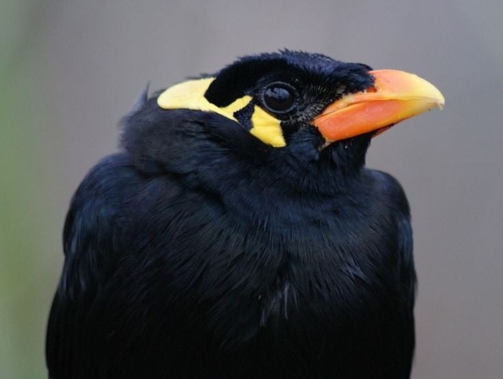 5. Có họ hàng gần với sáo. Yểng thuộc họ sáo (Sturnidae), có quan hệ gần với nhiều loài chim thông minh như sáo đá, sáo sậu,, chia sẻ nhiều đặc điểm hành vi như ghi nhớ và học tập. Ảnh: Pinterest.