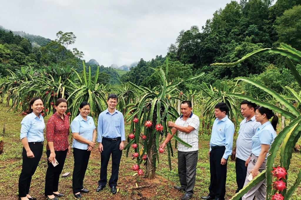 Mô hình trồng thanh long tại xã Vũ Minh (Nguyên Bình).