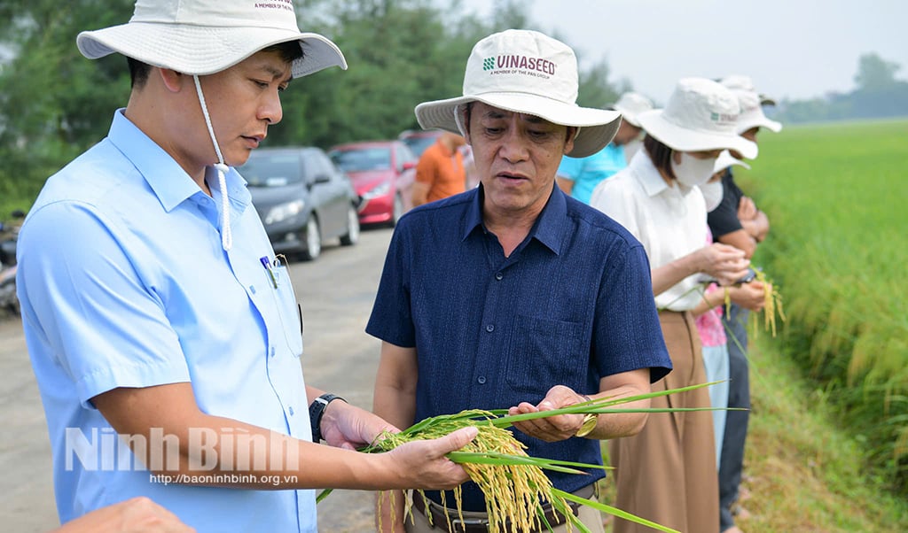 Lãnh đạo Sở Nông nghiệp và Môi trường tham quan, đánh giá mô hình sản xuất thử nghiệm giống lúa Ngọc Nương 9 vụ Đông xuân 2024-2025 tại xã Kim Định, huyện Kim Sơn. Ảnh: Trường Giang