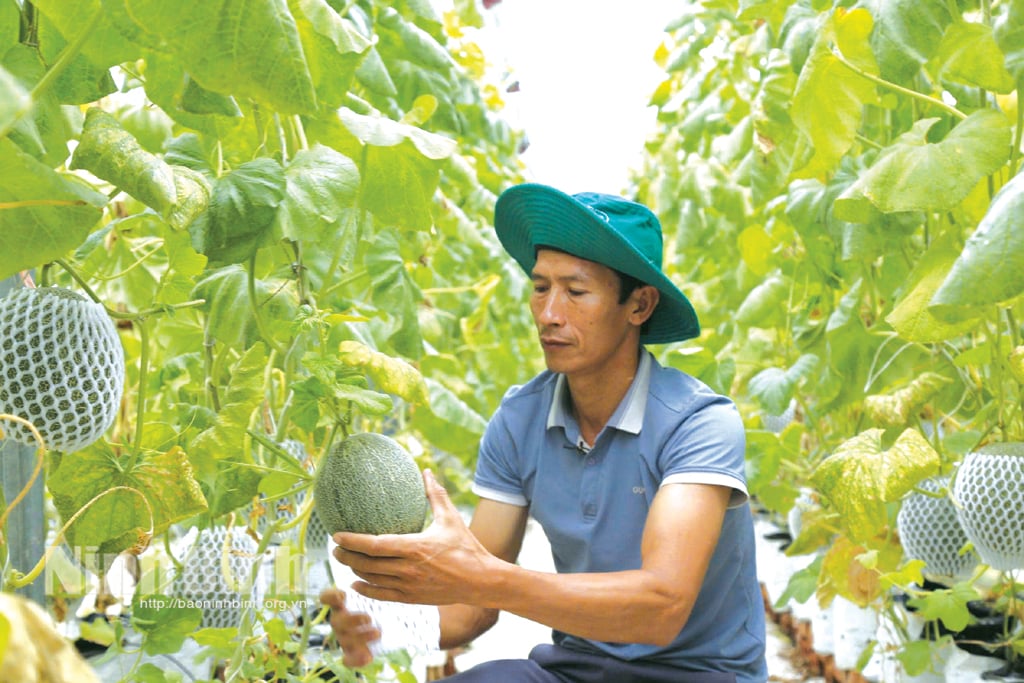 Mô hình trồng dưa trong nhà màng Công nghệ cao của anh Nguyễn Văn Quyên, xóm Quán, xã Yên Phong (Yên Mô) cho hiệu quả kinh tế cao. Ảnh: Minh Đường