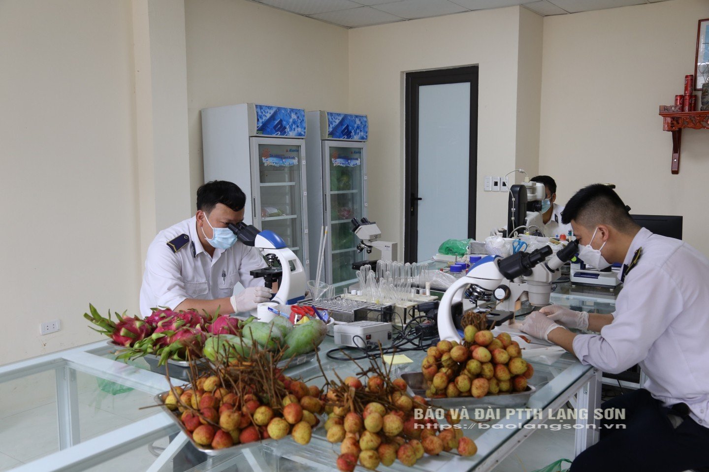 Cán bộ Trạm Kiểm dịch thực vật cửa khẩu Tân Thanh kiểm tra lô vải thiều xuất khẩu qua cửa khẩu