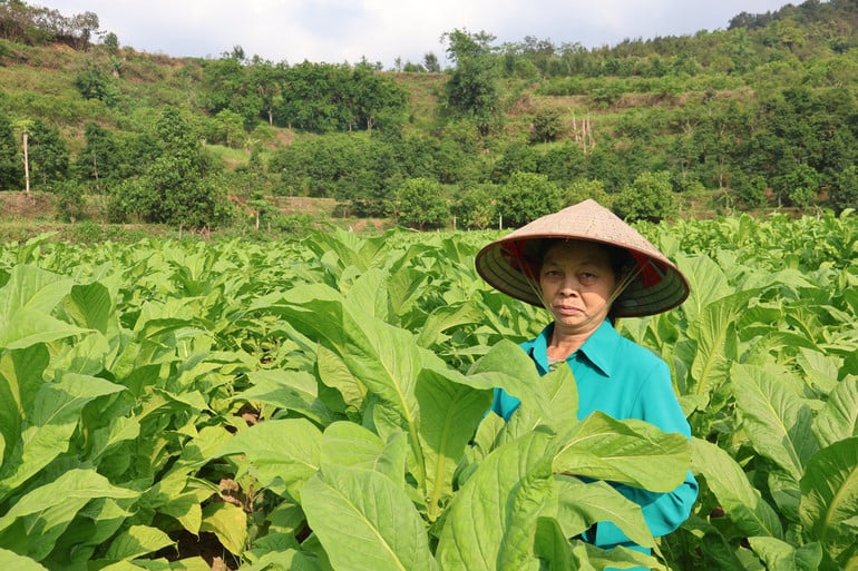 co-tuyet.jpg
