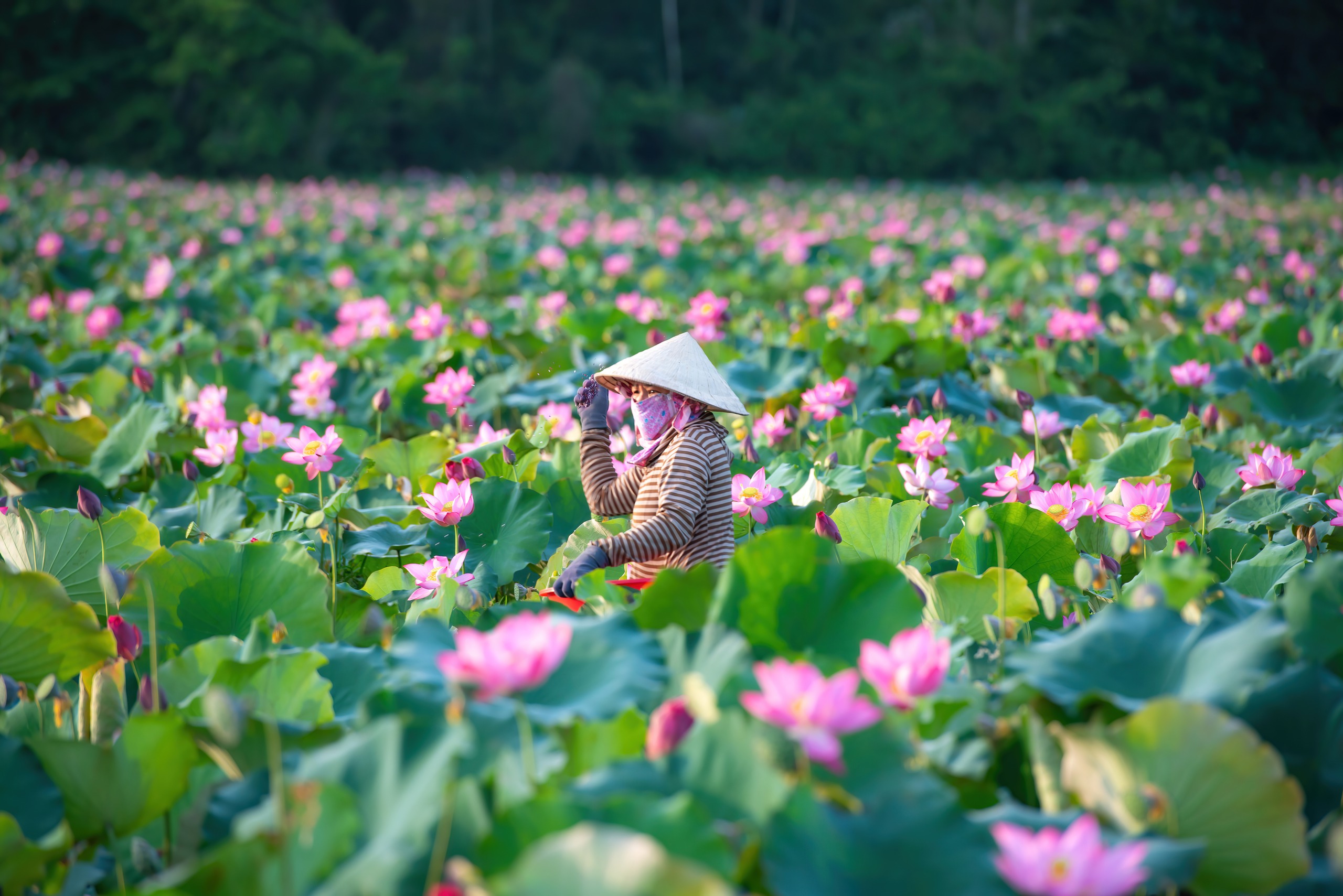 Chiêm ngưỡng cảnh đẹp đầy mê hoặc của đầm sen Trà Lý- Ảnh 8.
