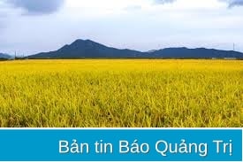 Kiên quyết không để ruộng lúa bị bỏ hoang do mưa lũ bất thường