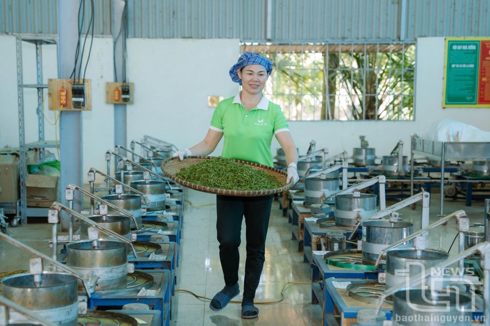 Chè Thái Nguyên ngày càng được nâng cao về chất lượng.